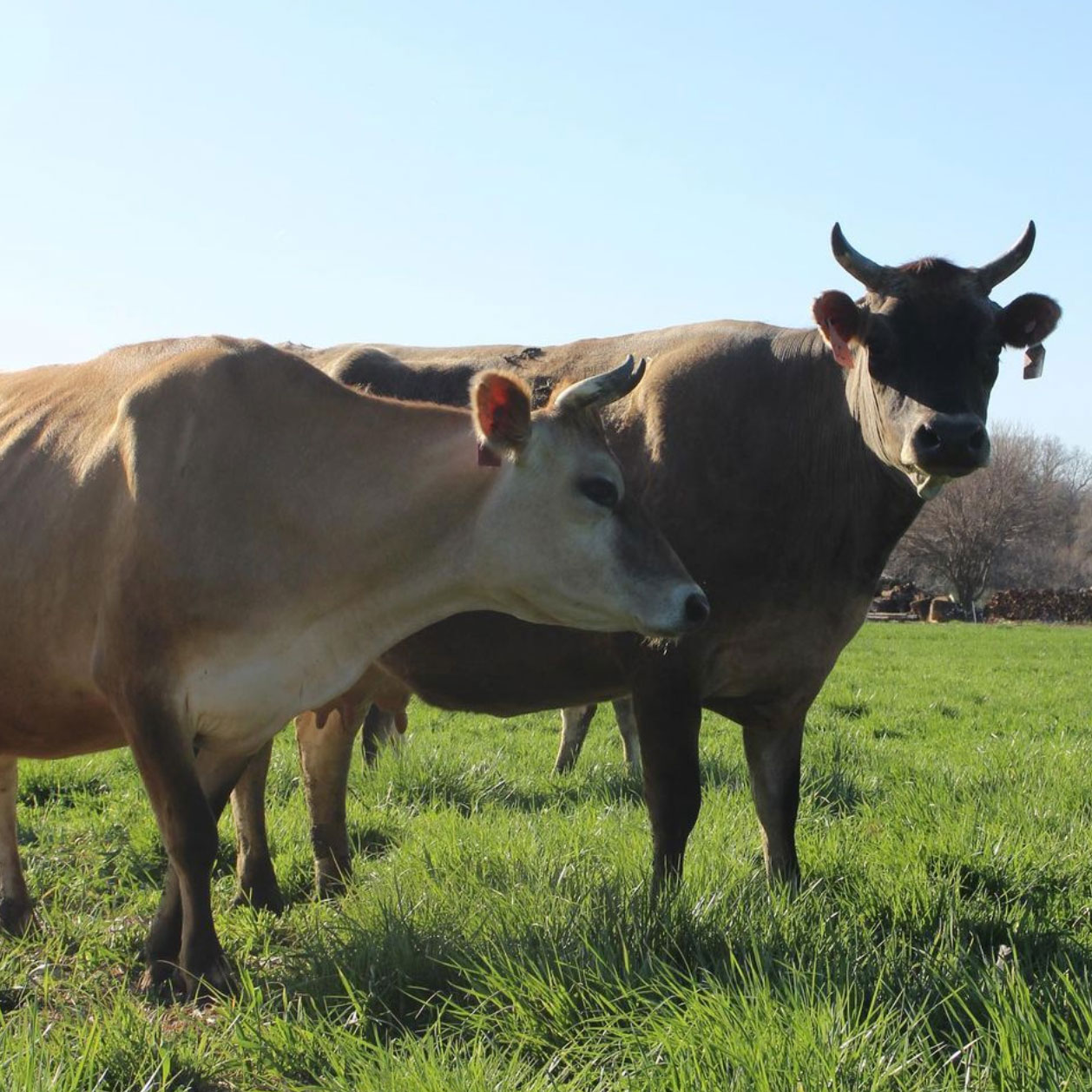 Grassway Organics Cows