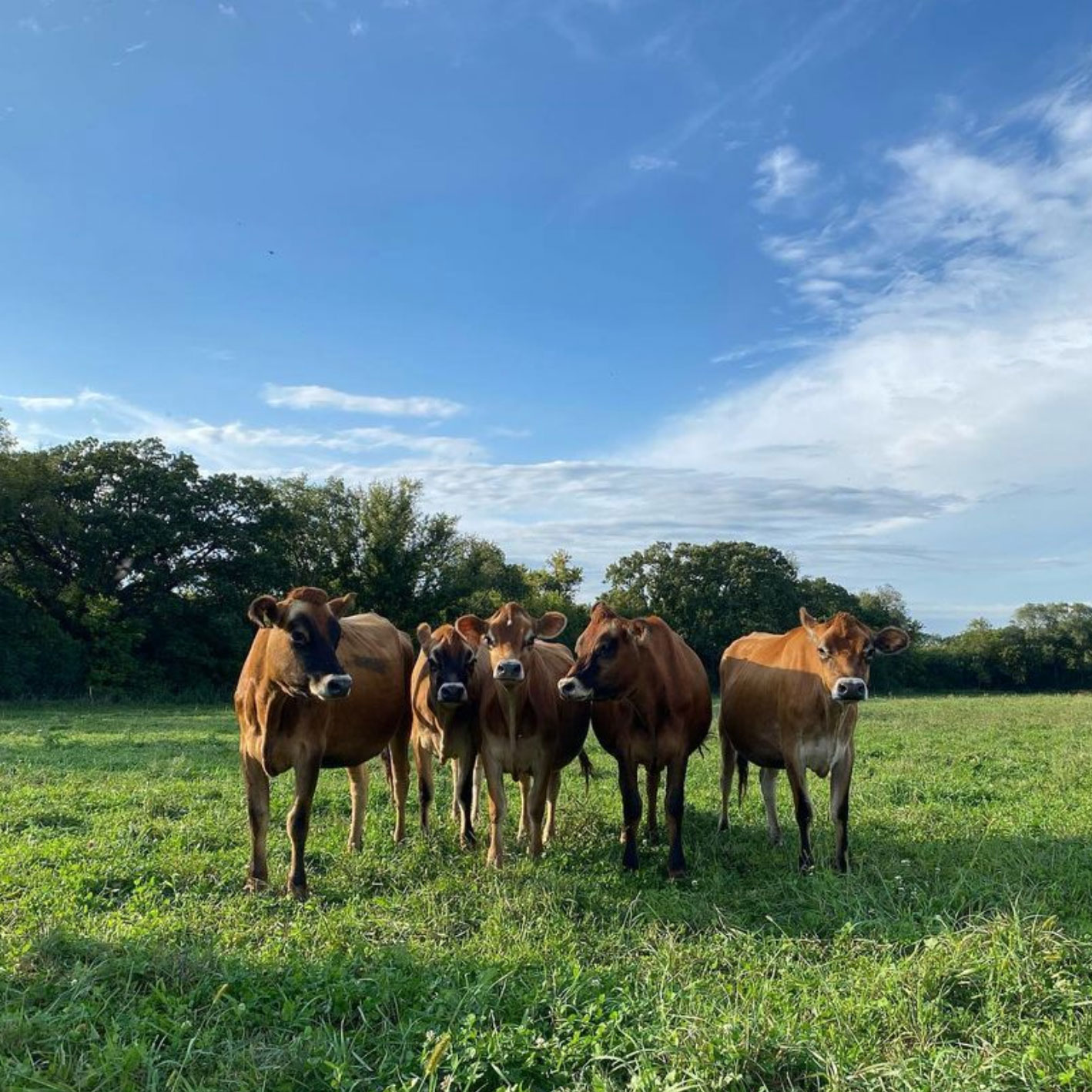 Grassway Organics Cows