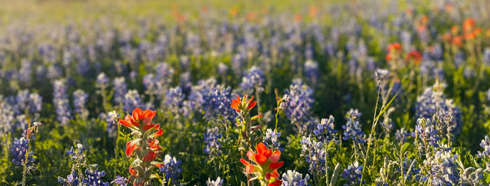 high-hope-ranch-field-wide