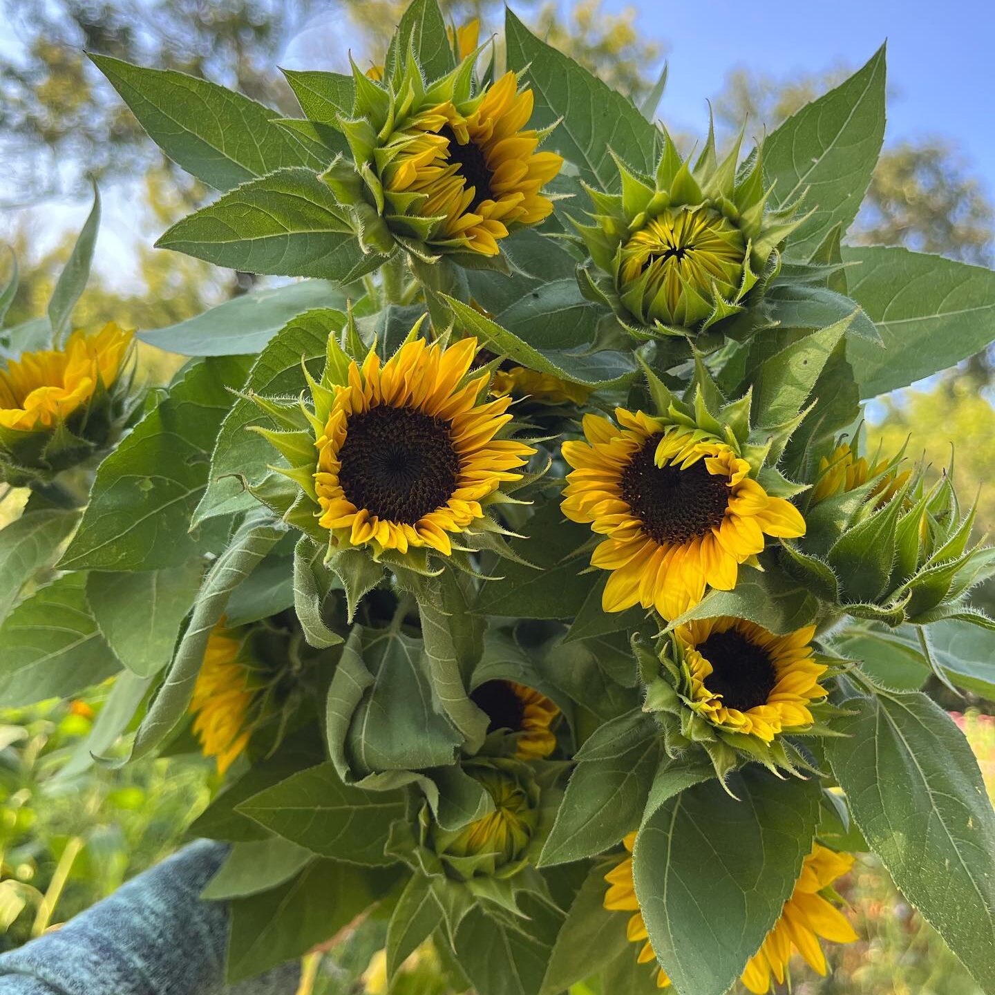 Sunflowers at Lovelight